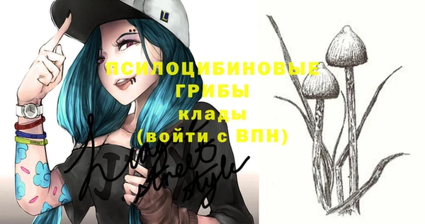 прущие грибы Новозыбков